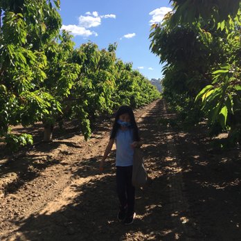 U Pick Orchards - Walking by the shade and enjoying the cool breeze. - Pick Your Own Farms Near Me - Morgan Hill, California