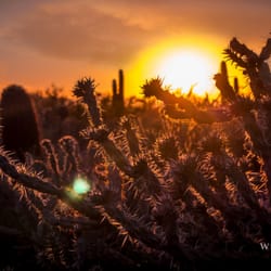 White Lily Films - Landscapes