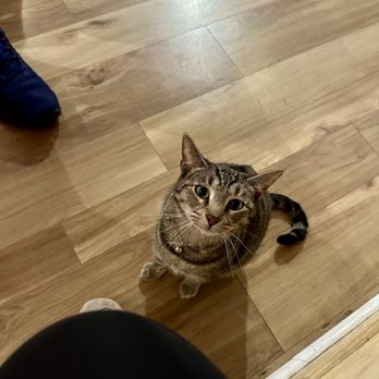 Denver Cat Company - Coffee & Tea Near Me - Denver, Colorado