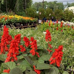 Willow Shade Nursery