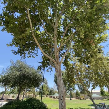 Gibson Mariposa Park - Tree is dedicated to Luchdora Maria Rosario Valdez. 7/8/22 - Parks Near Me - El Monte, California