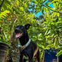 TLC Dog Boarding and Daycare