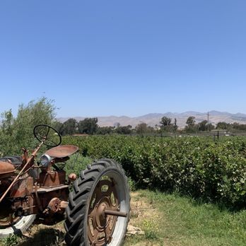 U-Pick Blueberries - Pick Your Own Farms Near Me - Santa Maria, California U-Pick Blueberries - Pick Your Own Farms Near Me - Santa Maria, California