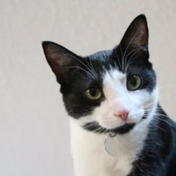 Walk N Roll Over - Pet Sitting Near Me - Okotoks, Alberta Walk N Roll Over - Pet Sitting Near Me - Okotoks, Alberta