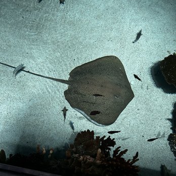 National Aquarium - A stingray - Aquariums Near Me - Baltimore, Maryland National Aquarium - A stingray - Aquariums Near Me - Baltimore, Maryland
