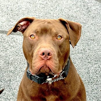 Valor Canine Services - Hank - Pet Training Near Me Valor Canine Services - Hank - Pet Training Near Me