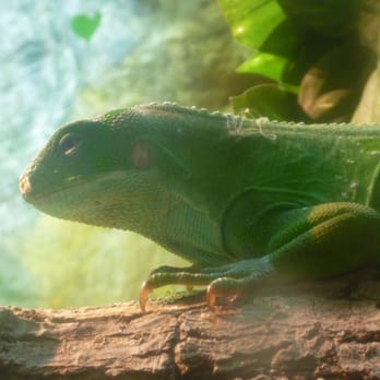 Virginia Zoo - Zoos Near Me - Norfolk, Virginia Virginia Zoo - Zoos Near Me - Norfolk, Virginia