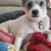 Paws A While gift card
