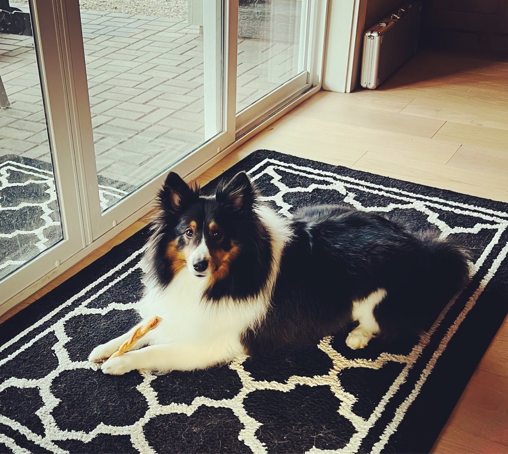 B’S FUREVER PET GROOMING Updated September 2024 22 Photos