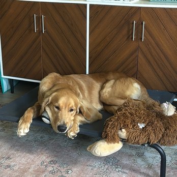 Island Dog Obedience - Dog - Pet Training Near Me - Honolulu, Hawaii Island Dog Obedience - Dog - Pet Training Near Me - Honolulu, Hawaii
