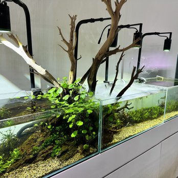 Ck Fish World - Aquascapes - Local Fish Stores Near Me - West Covina, California