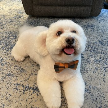 Tilt pet spa - Pet Groomers Near Me - San Francisco, California Tilt pet spa - Pet Groomers Near Me - San Francisco, California