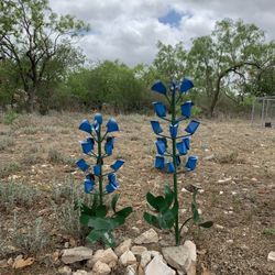 Heart of Texas RV Park - Metal bluebonnets