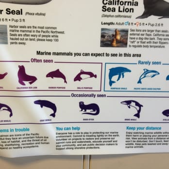 Edmonds Ferry Terminal - Know your whales - Ferries Near Me - Edmonds, Washington Edmonds Ferry Terminal - Know your whales - Ferries Near Me - Edmonds, Washington