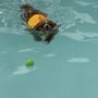 Photo of K9 Aquatic Center