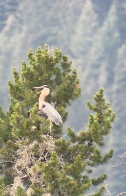 Jackson Hole EcoTour Adventures by null