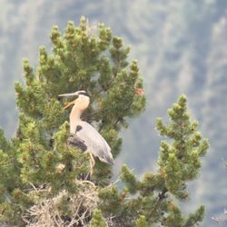 Jackson Hole Eco Tour Adventures - Blue Heron