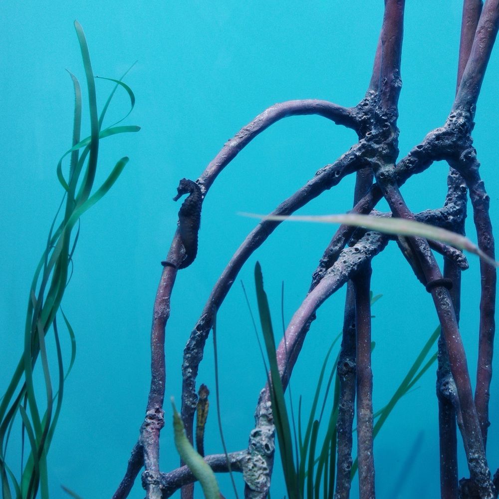 Seattle Aquarium - Sea horse - Aquariums Near Me - Seattle, Washington Seattle Aquarium - Sea horse - Aquariums Near Me - Seattle, Washington