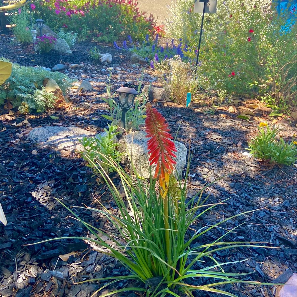 Lowes Home Improvement - Yay, they now have red hot poker in stock! - Hardware Stores Near Me - Cotati, California Lowes Home Improvement - Yay, they now have red hot poker in stock! - Hardware Stores Near Me - Cotati, California
