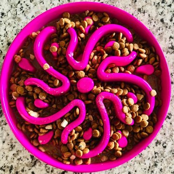 Miss Kibbles - Slow Feeder Bowl - Pet Stores Near Me - Bristow, Virginia
