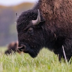 Midewin National Tallgrass Prairie