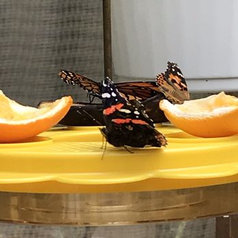Butterflies of Cape Cod - Gift Shops Near Me - Buzzards Bay, Massachusetts