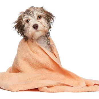Precious Pup - Pet Groomers Near Me - Elyria, Ohio Precious Pup - Pet Groomers Near Me - Elyria, Ohio