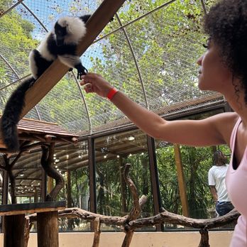 Jungle Island - Lemur encounter - Amusement Parks Near Me - Miami, Florida Jungle Island - Lemur encounter - Amusement Parks Near Me - Miami, Florida