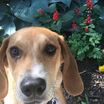 Michael Jackson Dog Training - Oliver is one handsome dog, don't you agree? - Pet Training Near Me - Brooklyn, New York Michael Jackson Dog Training - Oliver is one handsome dog, don't you agree? - Pet Training Near Me - Brooklyn, New York