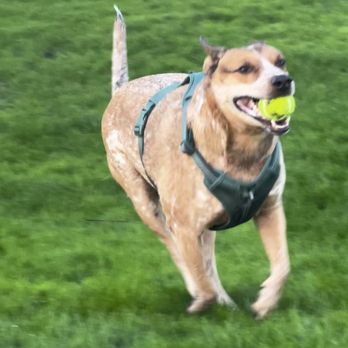 1st Pet Veterinary Centers - North Valley - Healthy dog - Veterinarians Near Me - Phoenix, Arizona 1st Pet Veterinary Centers - North Valley - Healthy dog - Veterinarians Near Me - Phoenix, Arizona