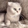 Pets Dynasty
