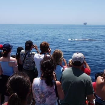 Harbor Breeze - Blue whale feeding. - Boat Charters Near Me - Long Beach, California