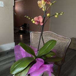 Here's the orchid you guys sold me and then stole from me for not giving my change back correct. Here's the orchid you guys sold me and then stole from me for not giving my change back correct.