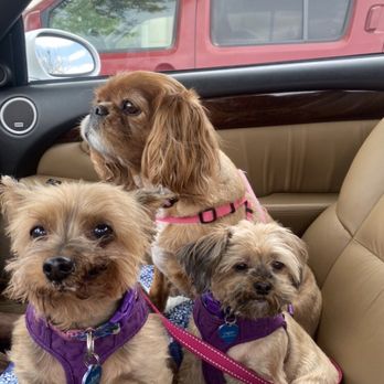 Fetch-N-Play - Pet Boarding Near Me - ONTARIO, California Fetch-N-Play - Pet Boarding Near Me - ONTARIO, California