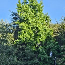 [BEFORE] Maple tree my dad wanted trimmed