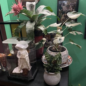 Ajun Cajun - The plant are impressive. - Cajun/Creole Near Me - New Orleans, Louisiana