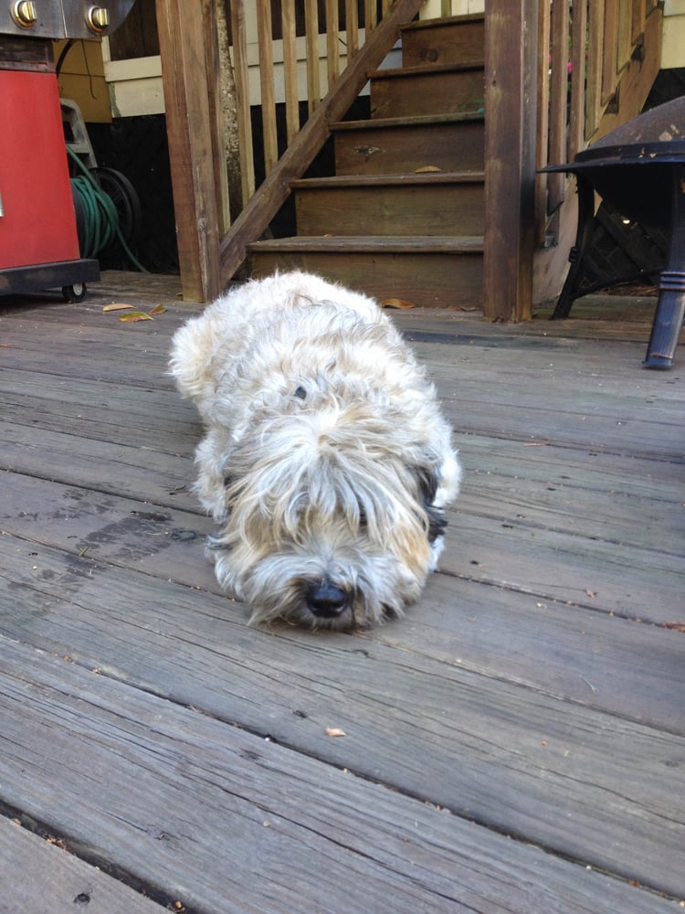 HOUSE & HOUND Updated October 2024 130 River Landing Dr, Daniel