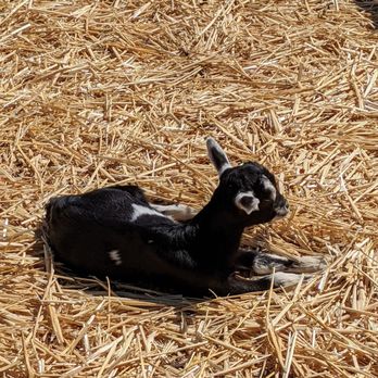 Harley Farms - Baby goat - Cheese Shops Near Me - Pescadero, California Harley Farms - Baby goat - Cheese Shops Near Me - Pescadero, California
