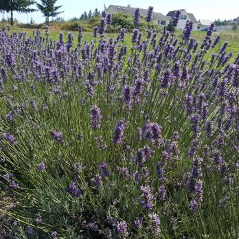 Purple Haze Lavender Farm - A tiny patch of lavender remained at the furthest parking area (8/18/18) - Flowers & Gifts Near Me - Sequim, Washington