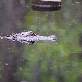 Woods Bay State Natural Area - Alligator in the bay - Parks Near Me - Olanta, South Carolina Woods Bay State Natural Area - Alligator in the bay - Parks Near Me - Olanta, South Carolina