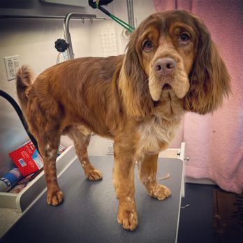 Clean Cuts Mobile Grooming - Bandit The Sweetest Boi! - Pet Groomers Near Me - Lakewood Ranch, Florida Clean Cuts Mobile Grooming - Bandit The Sweetest Boi! - Pet Groomers Near Me - Lakewood Ranch, Florida