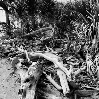 Botany Bay Heritage Preserve/Wildlife Management Area by null