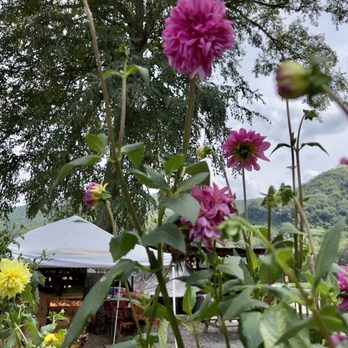 Darnell Farms - Flowers when in season. - Fruits & Veggies Near Me - Bryson City, North Carolina Darnell Farms - Flowers when in season. - Fruits & Veggies Near Me - Bryson City, North Carolina