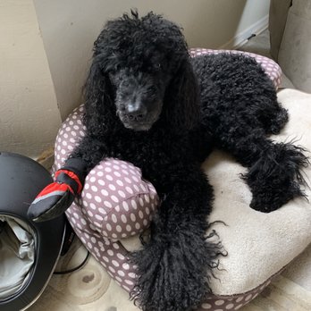 Outlet Mobile Pet Grooming - My beautiful Sophie. - Pet Groomers Near Me