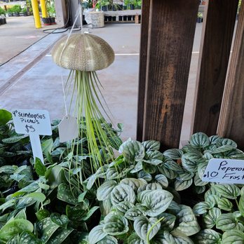 State Farmers Market - Plants! - Farmers Market Near Me - Raleigh, North Carolina State Farmers Market - Plants! - Farmers Market Near Me - Raleigh, North Carolina