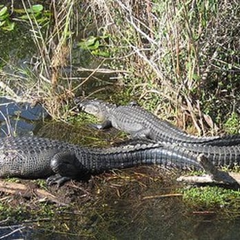 Anhinga Trail - Group of Alligators - Hiking Near Me - Homestead, Florida Anhinga Trail - Group of Alligators - Hiking Near Me - Homestead, Florida