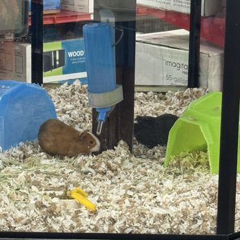 Petco - Guinea pigs - Pet Stores Near Me - Anaheim, California Petco - Guinea pigs - Pet Stores Near Me - Anaheim, California