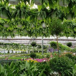 Beautiful plants