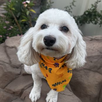Bonnie's Pampered Pets - After grooming session - Pet Groomers Near Me - Corona, California