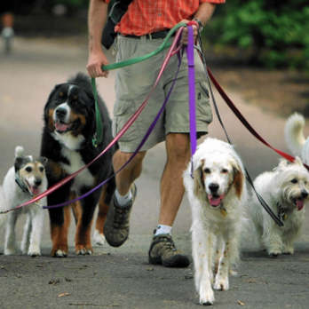 A Walk for All Seasons - Working long hours can be tough on your furry family members at home. Call today to set up your meet and greet today! - Dog Walkers Near Me A Walk for All Seasons - Working long hours can be tough on your furry family members at home. Call today to set up your meet and greet today! - Dog Walkers Near Me